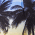 Palm Trees swatch