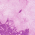 Purple swatch