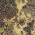 Mossy Oak New Break Up/ Deep Black swatch