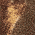 Realtree Edge/ Brown swatch