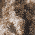 Realtree Edge/ Coyote Brown swatch