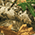Realtree Edge swatch