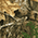 Realtree Edge swatch
