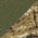 Olive Drab Green/ Realtree Edge swatch