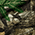 Realtree Edge swatch