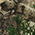 Realtree Edge swatch