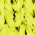 Neon Yellow swatch