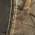 Realtree Xtra swatch