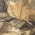 Realtree Xtra swatch